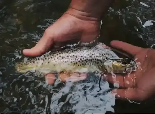 Freshly caught fish on the ice during a Canadian ice fishing trip